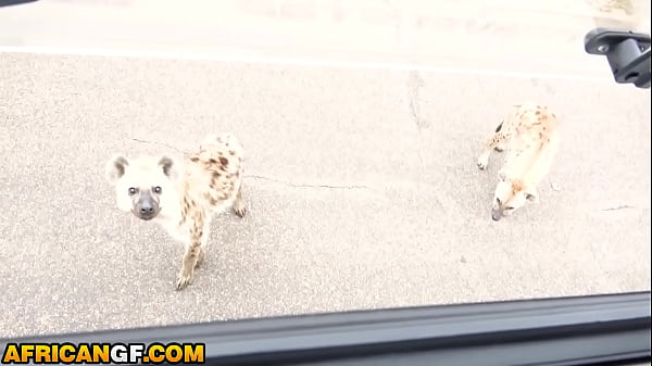 Wild Ebony Girlfriend Begs For Raw Safari Fuck